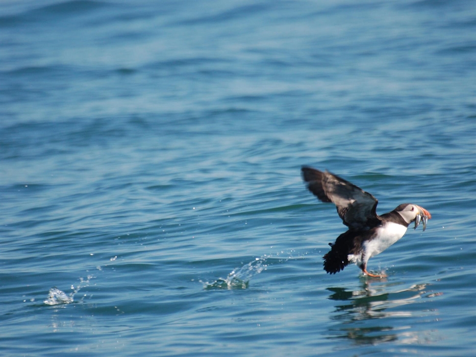 Puffin feeding seen on our Skomer and Ramsey trip.