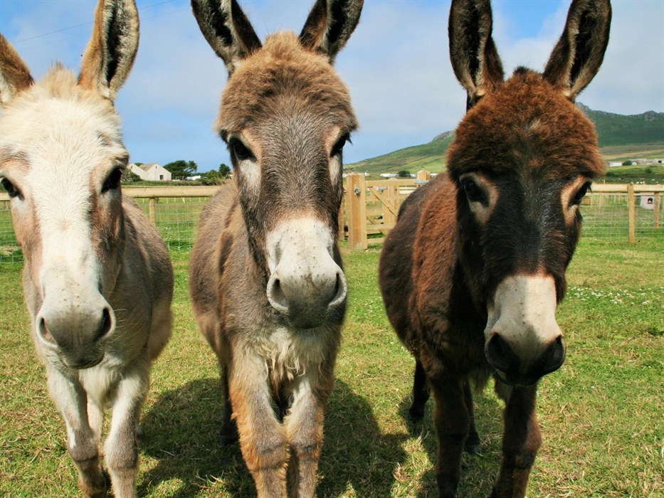 Little Donkeys - Frankie, Flint & Fernando