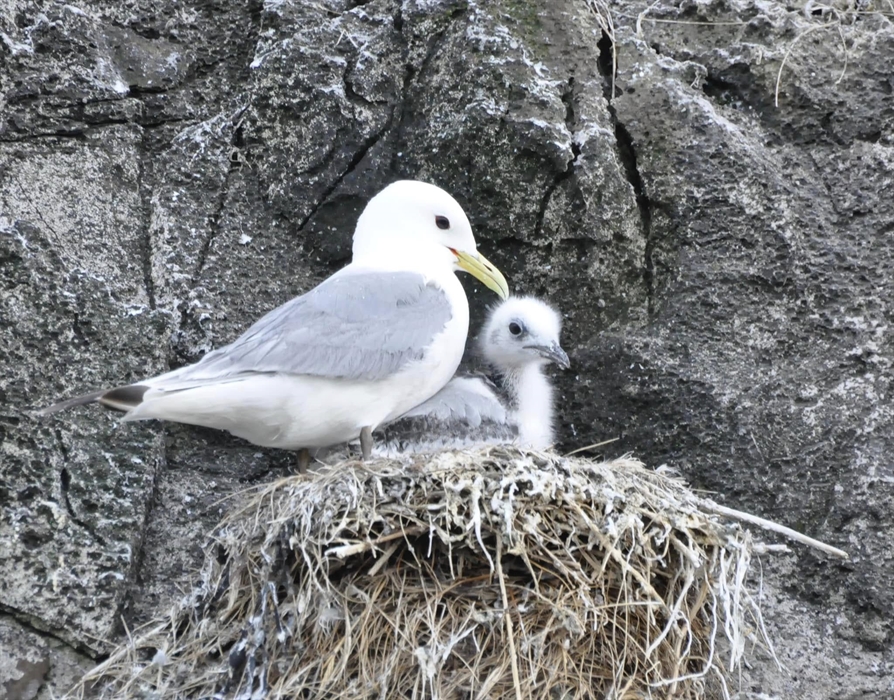 Kittiwake with chick