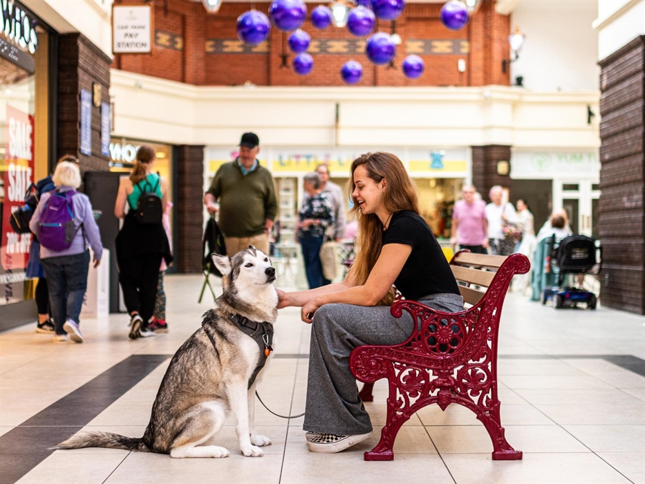 Siberian Husky dog with owner sat on bench in the Victoria Centre mall