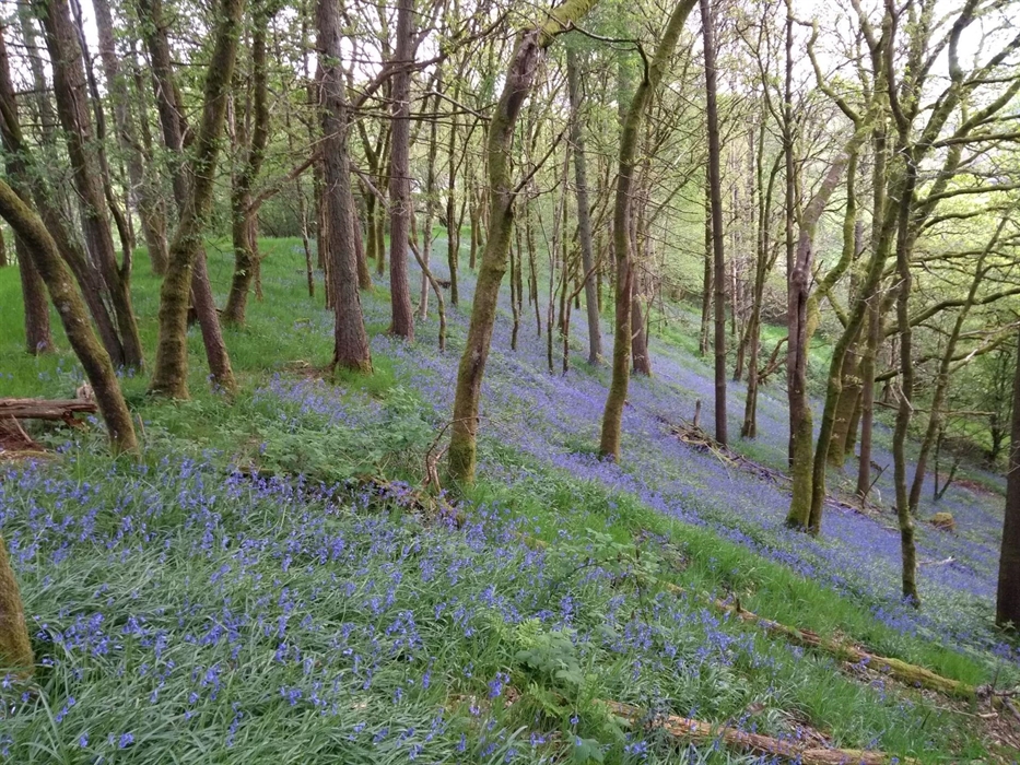 Private Woodland, Enclosed Woodland, Enclosed Garden, Nature at its' Best, Dog Friendly Woods, Ancient Woodland, Cabin in the Woods, Birds Nesting, Wi