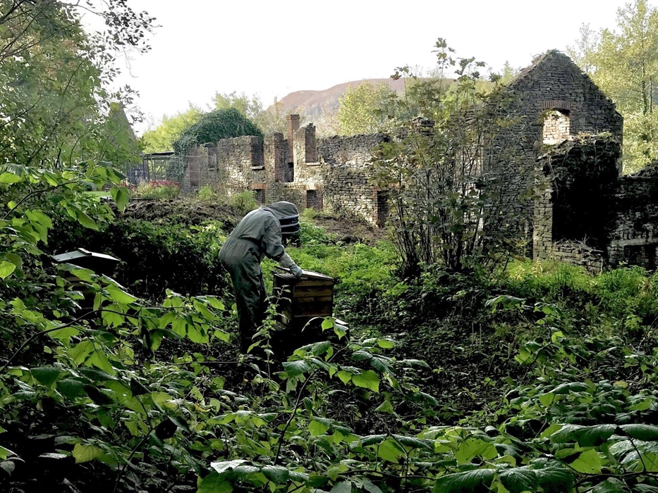 Bees on the Nantgarw China Works site