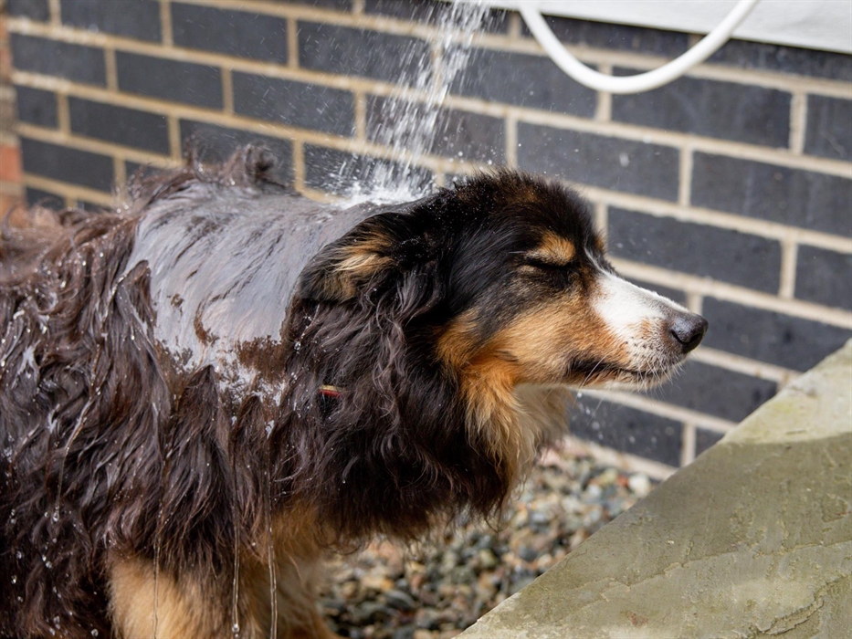 outside hot/cold shower to wash the dog or your muddy boots after that long walk
