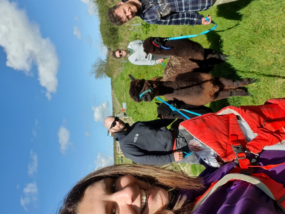 Alpaca Walking at Sweet Home Alpaca