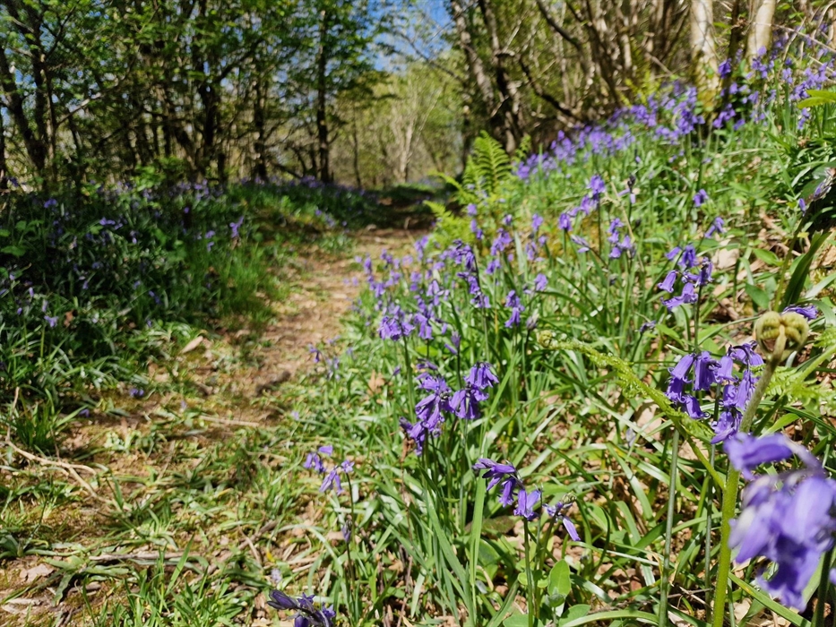 Footpath through woodland with bluebells