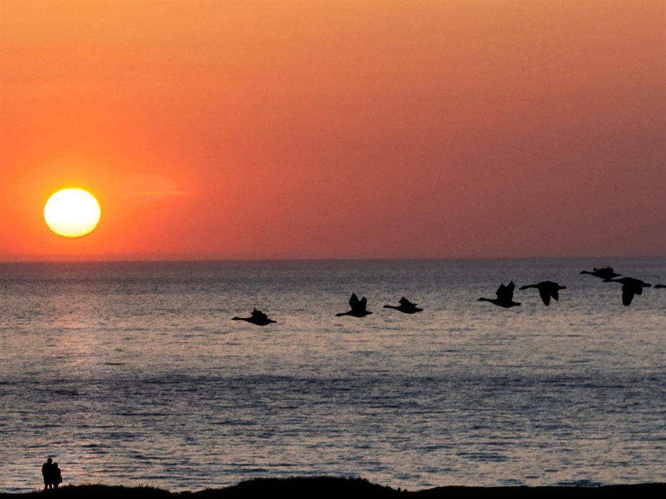 Geese flying over Gwbert at The Cliff Hotel & Spa