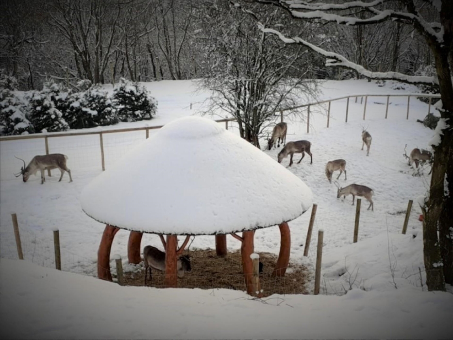 Visit the reindeers at Reindeer Lodge