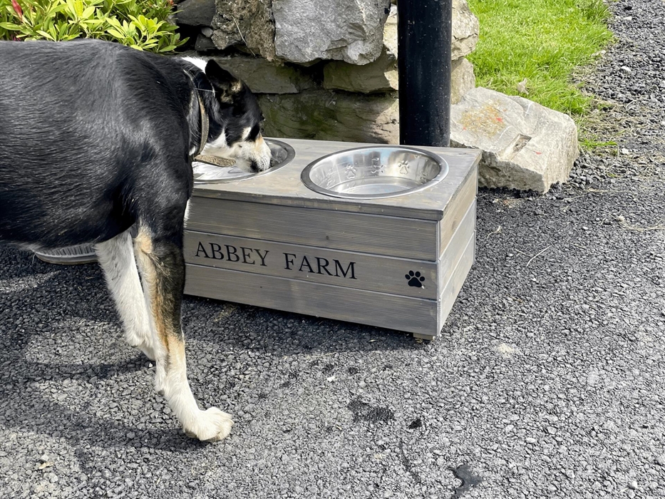 Water points for dogs with fresh water
