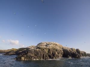 "Snow-capped" Grassholm