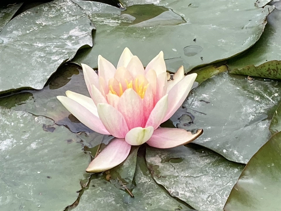 Waterlilly