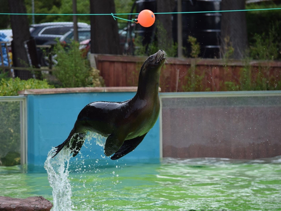 California Sea Lion