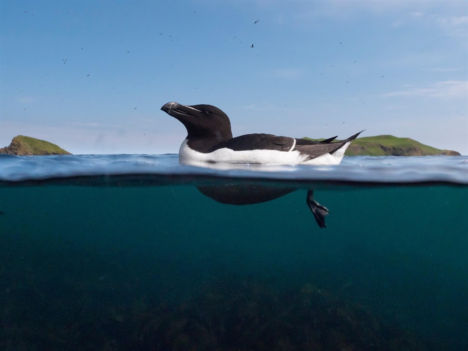 Razorbill - Image Credit: Aidan McCormick