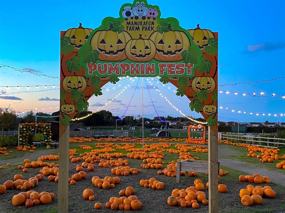 PYO Pumpkin in the patch