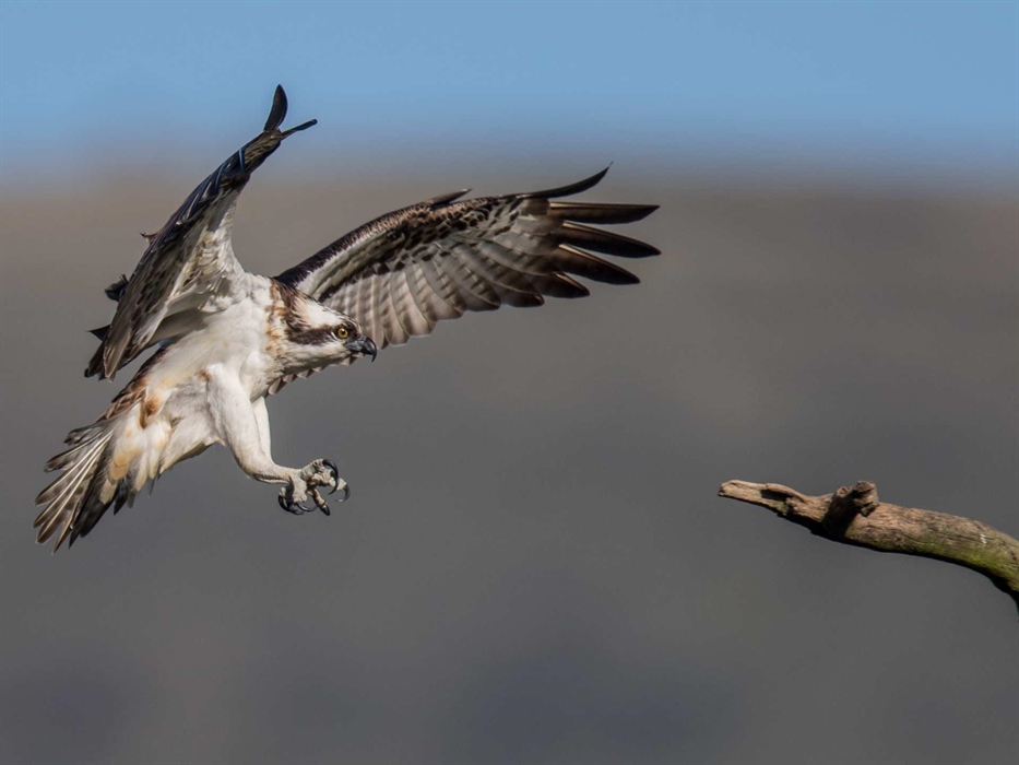 Image Credit: Dyfi Wildlife Centre