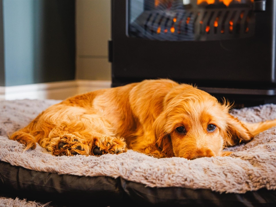 Cockerpoo puppy curled up a grey dog bed in front of the wood burning stove.