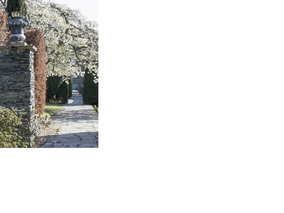 The amazing cherry blossom