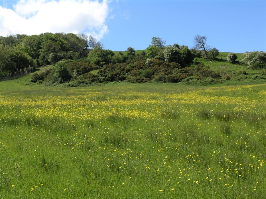 Picnic in the wildflower meadow