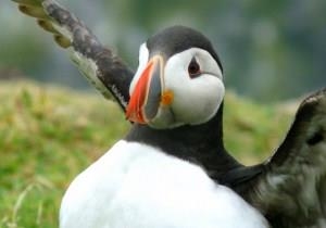 Puffin
