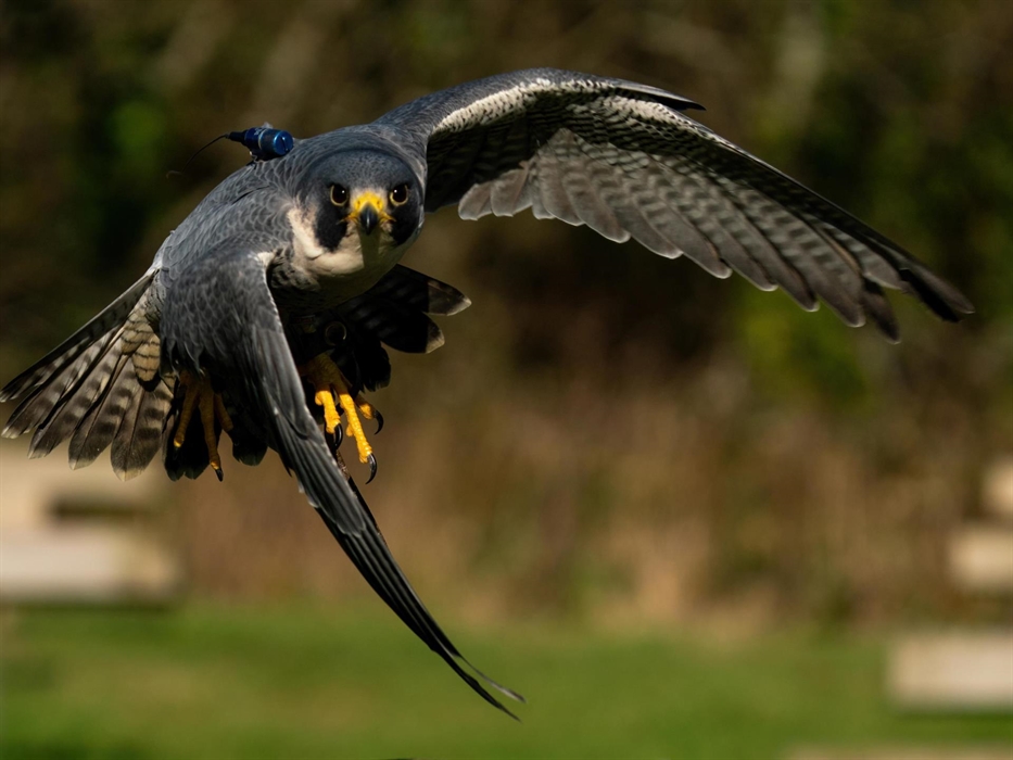 Enzo - Peregrine Falcon at The British Bird of Prey Centre