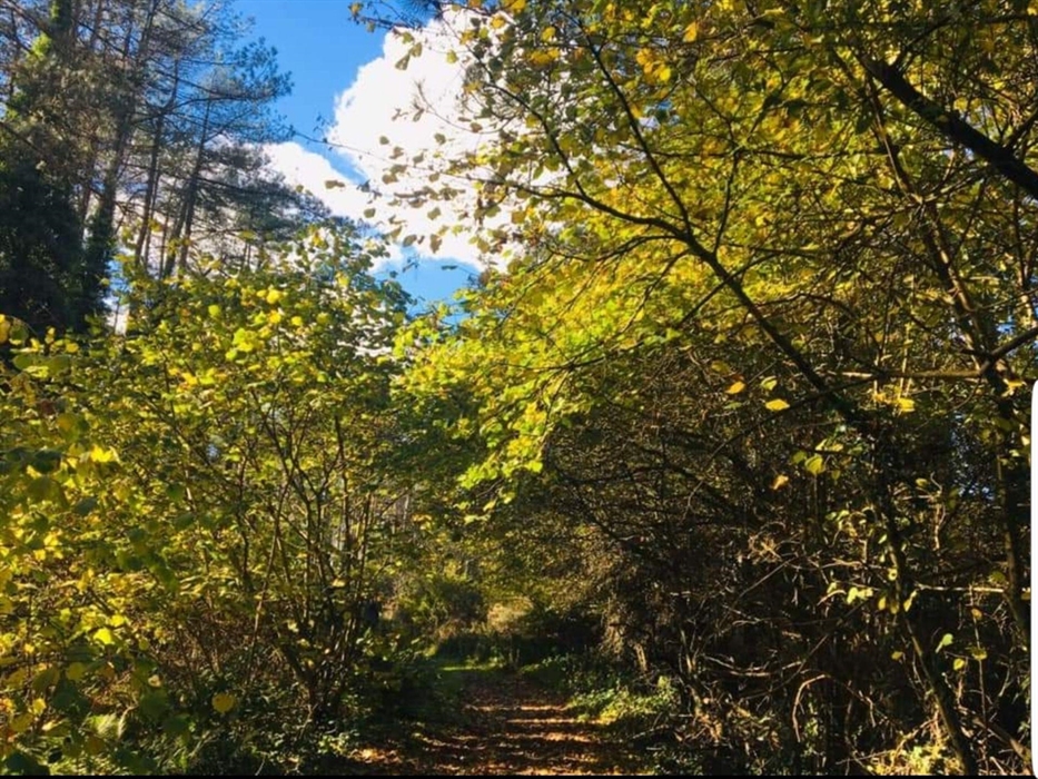 Nature Trails in pembrey Country Park