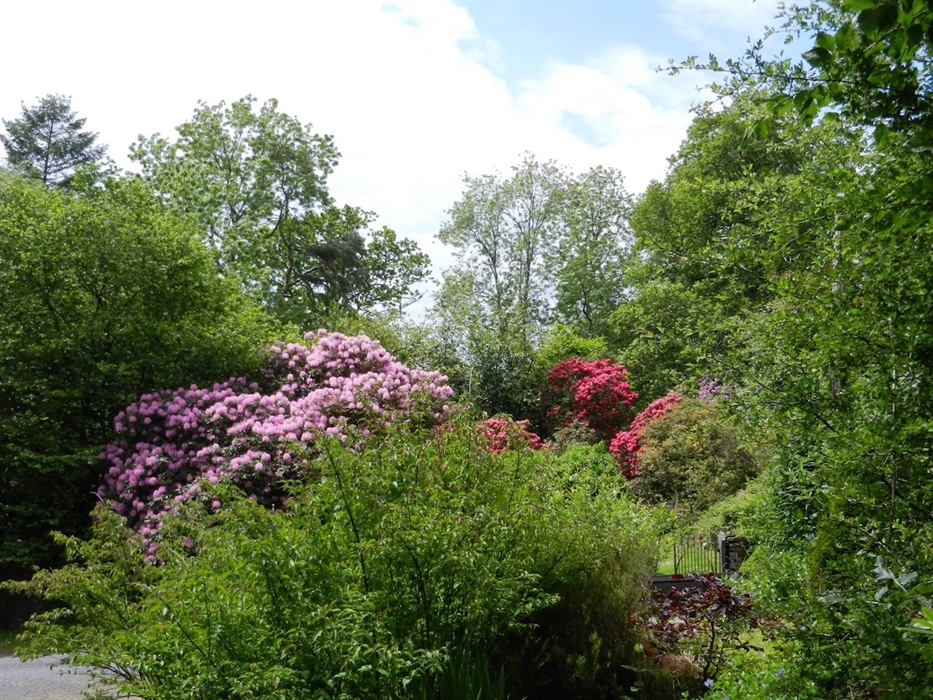 Rhododendrons and woodland round Yr Hen Stablau