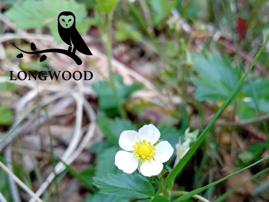 Woodland strawberry