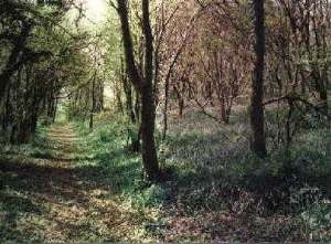 Fron Fawr woodland walks