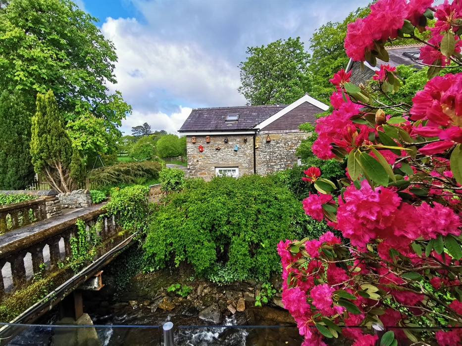 Pink rhododendrons in full bloom beside a riverside cottage surrounded by trees.