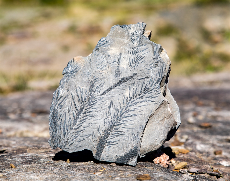 A plant fossil sat on a rock with intricate spikey detail.