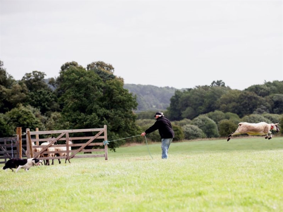Welsh National Sheepdog Trials