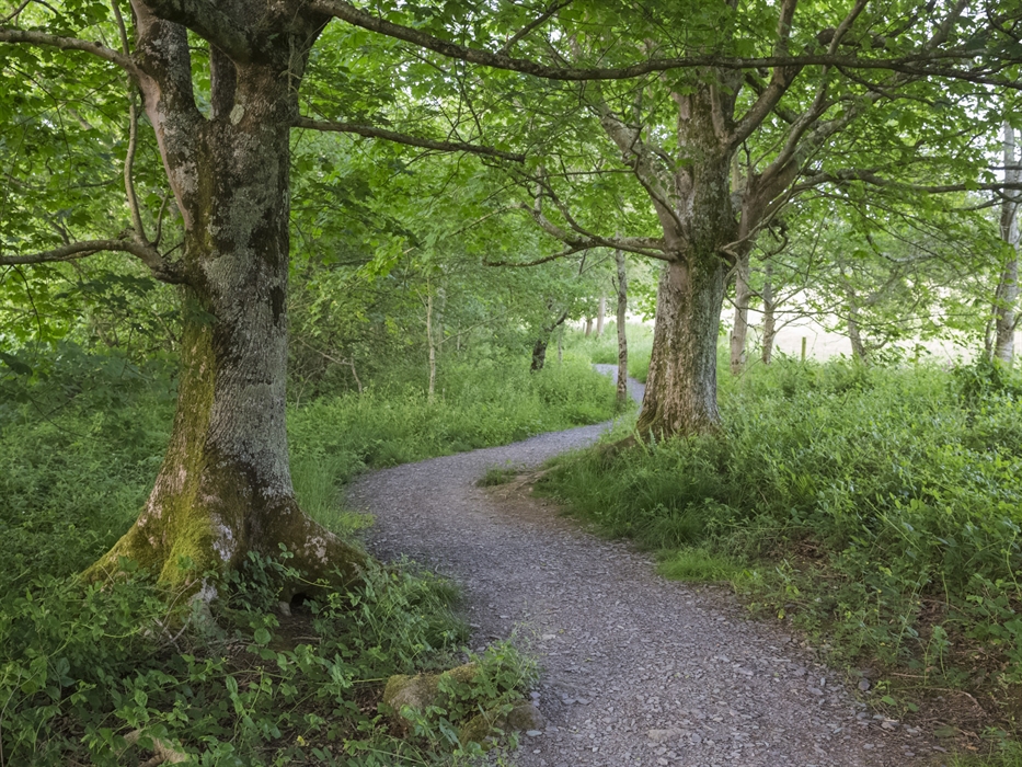 Celebrate St David's Day at Glan Faenol