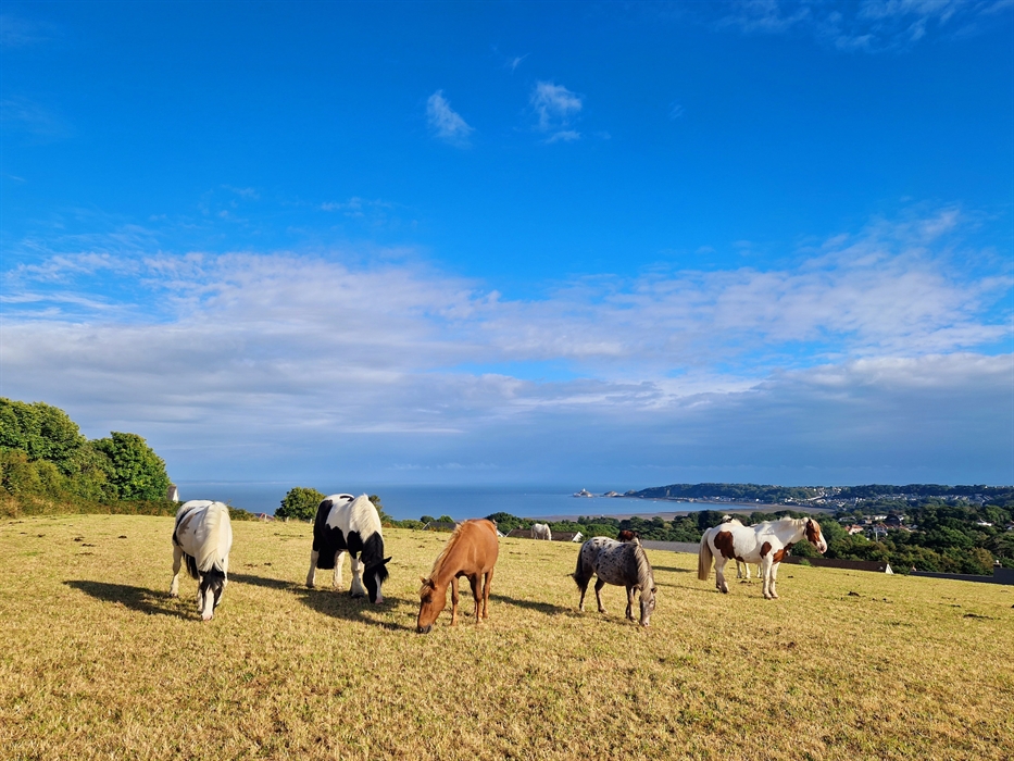 Horse riding stables onsite, stunning views over Swansea Bay