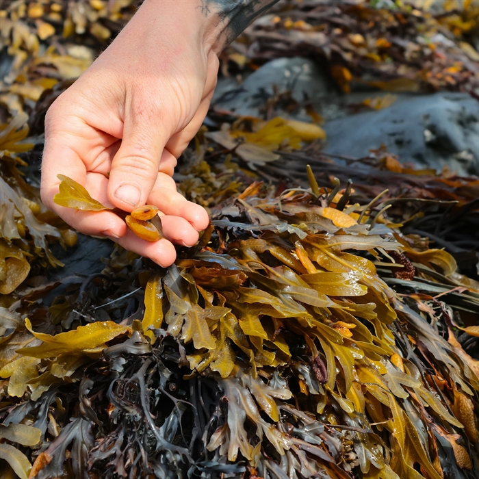 Identifying seaweed on a coastal foraging course
