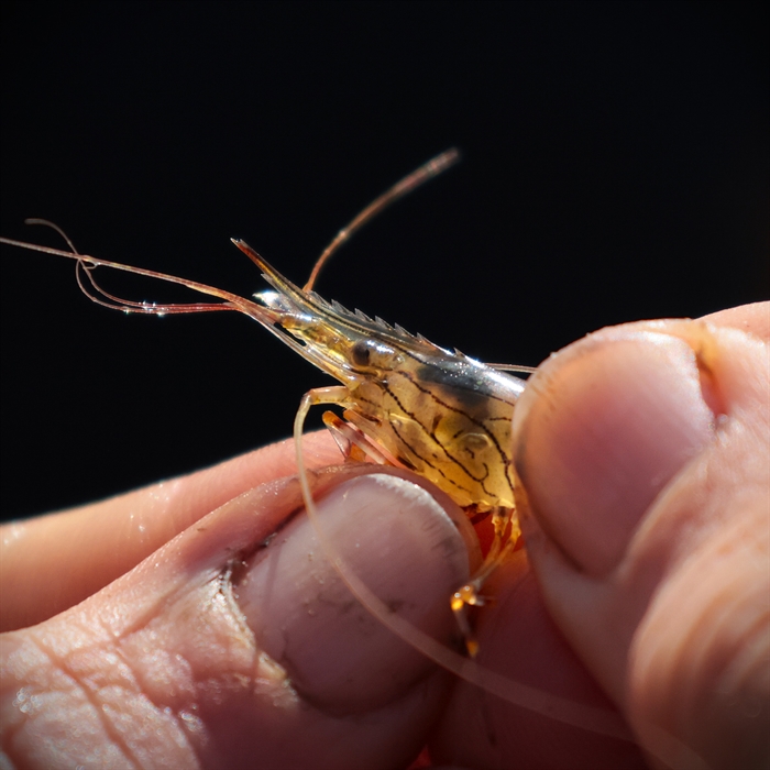 A prawn caught on a coastal foraging course
