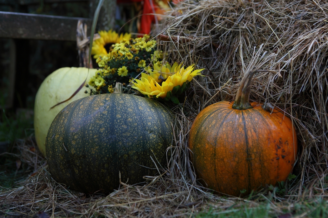 Close up of three pumpkins.