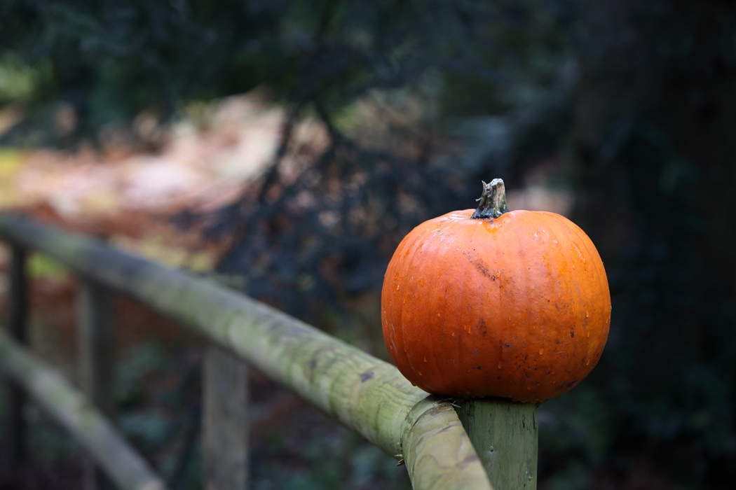 Pumpkin in the gardens.