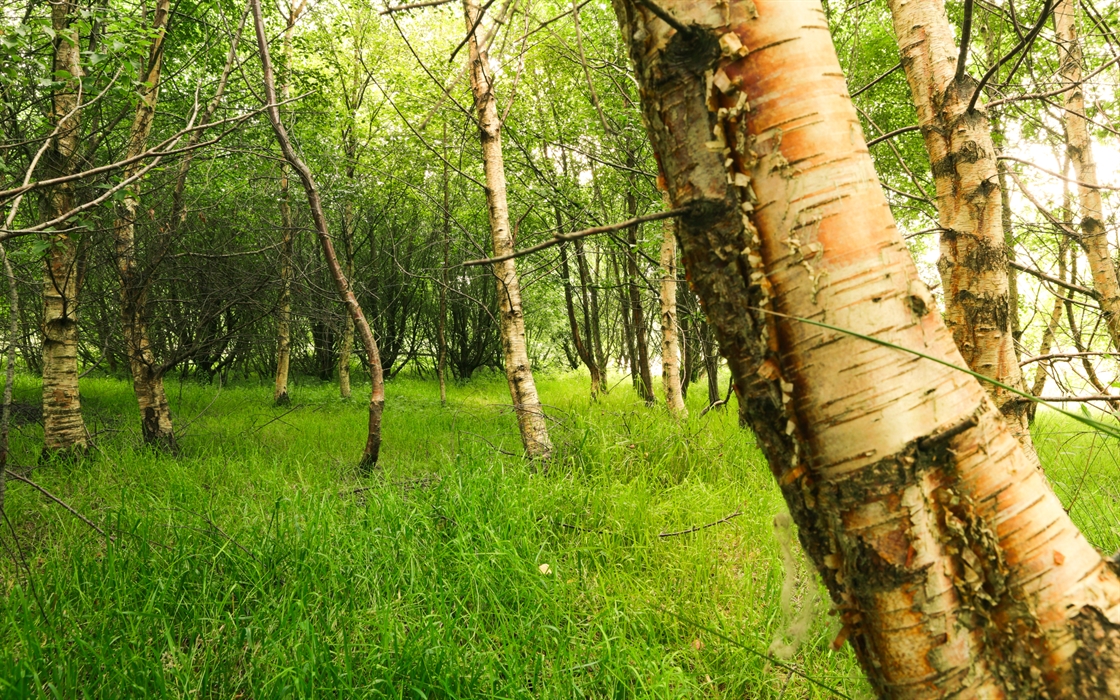 Serene woodland scene