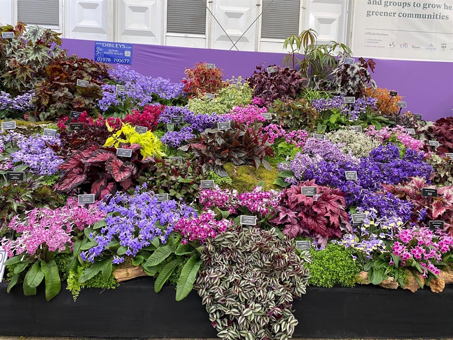 Dibleys' flower show display