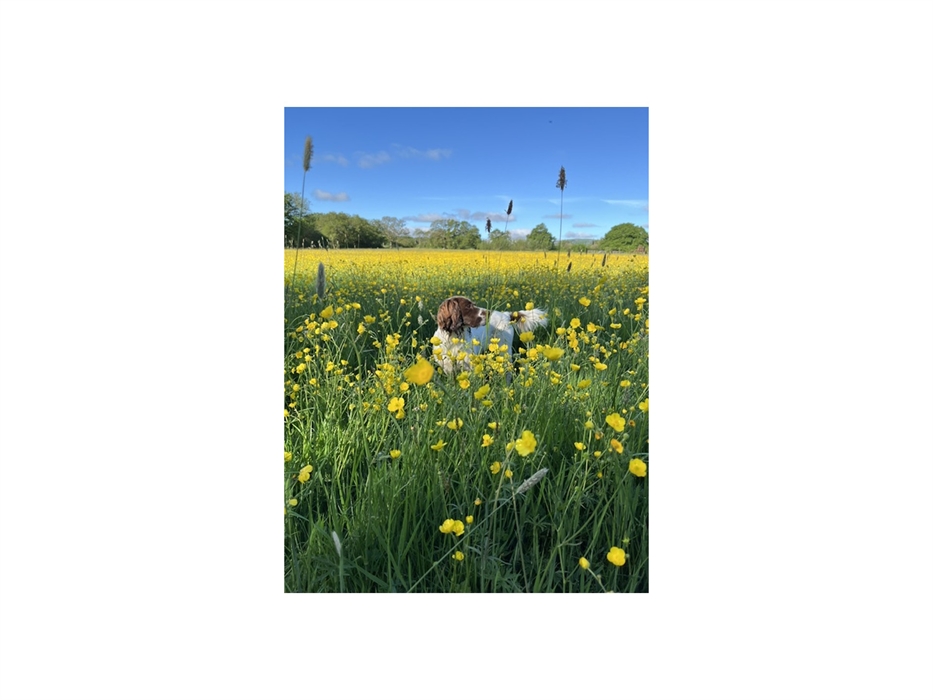 field of buttercups with spaniel