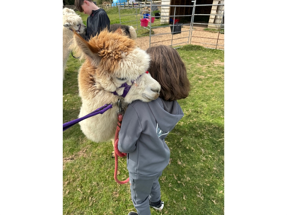 Admirals View Alpacas