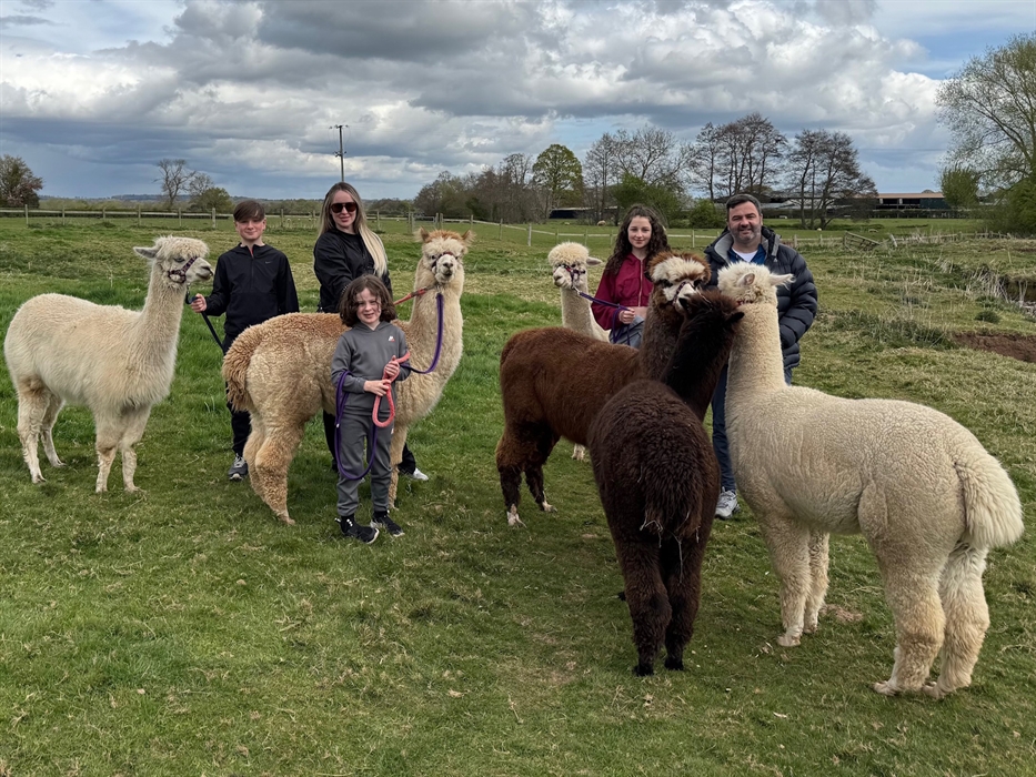 Admirals View Alpacas