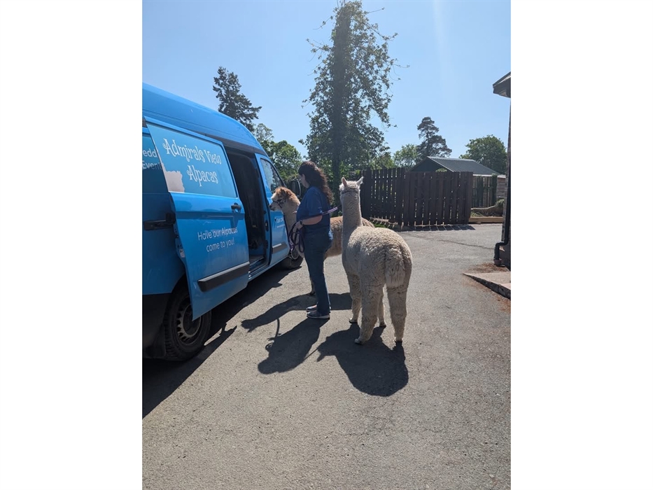 Admirals View Alpacas