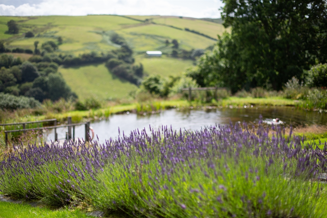 Lavender in bloom with swimming pond in background