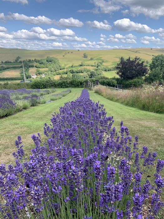 Lavender row in bloom at Welsh Lavender