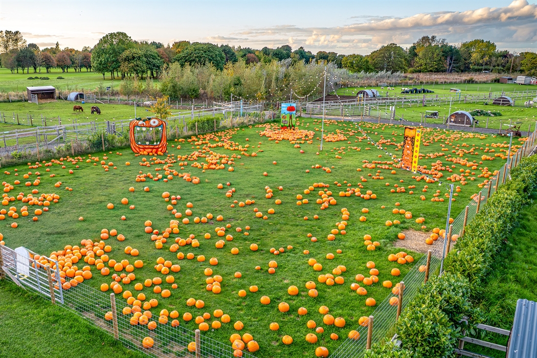 Pumpkin Fest