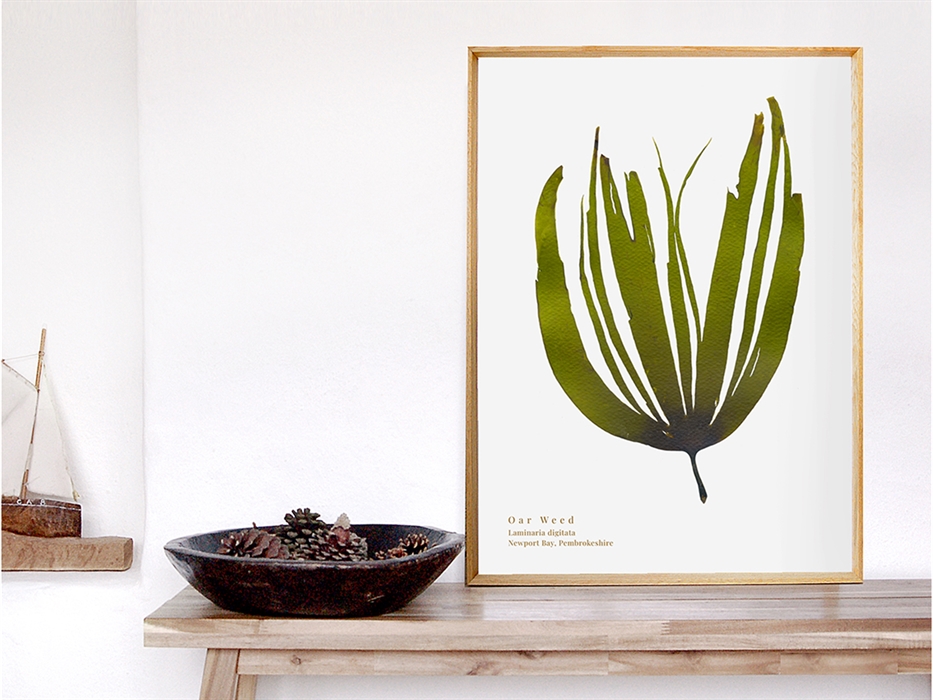 Image showing a framed print crated from a hand pressed Oar Weed seaweed
