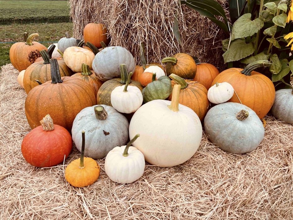 Pumpkin Varieties