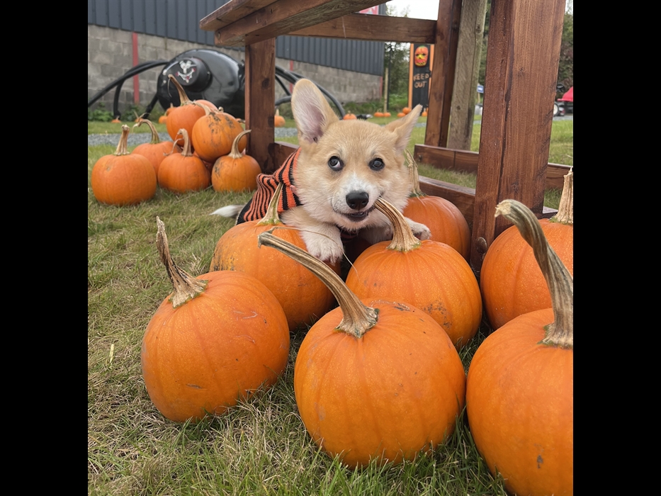 Pumpkin Festival @ Cantref 2026 Wales - Dog Friendly Pumpkin Patch