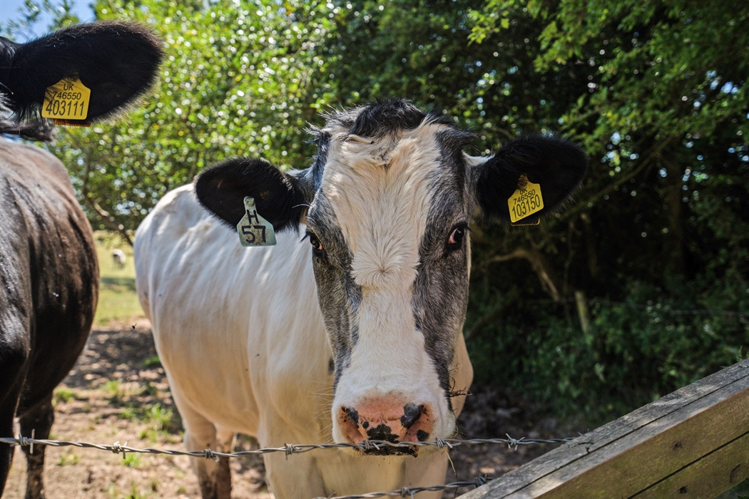 Rosemoor Pembrokeshire neighbouring cattle