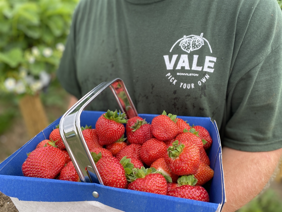 Fresh Strawberry Punnet